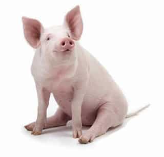 porco2 - É pecado comer carne de porco?