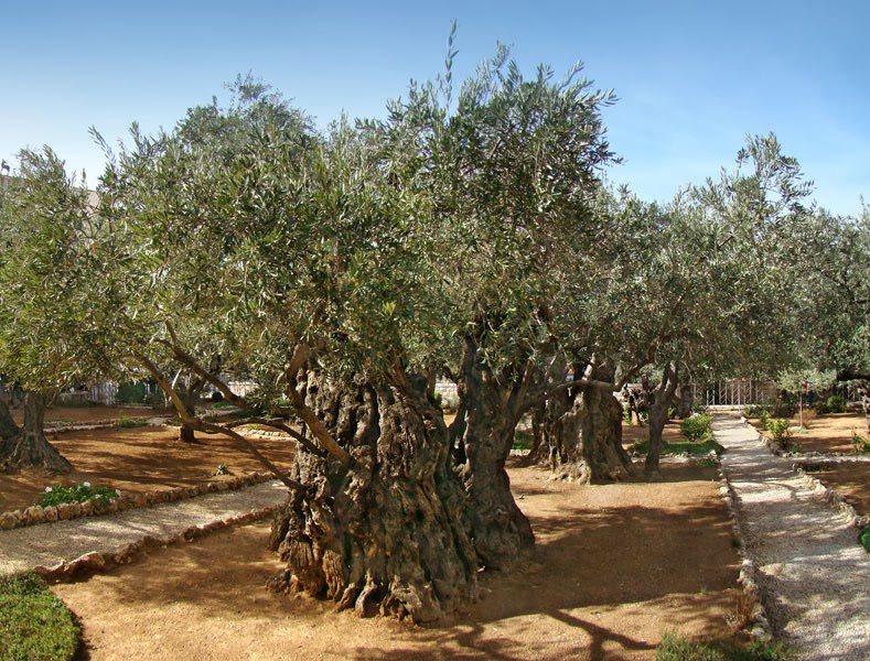 Jardim do Getsemani - Jesus Chorou no Getsêmani - Histórias Bíblicas